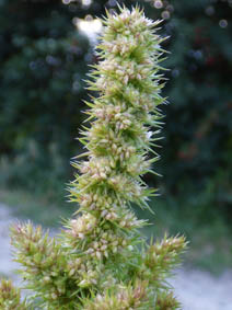 Amaranthus retroflexus